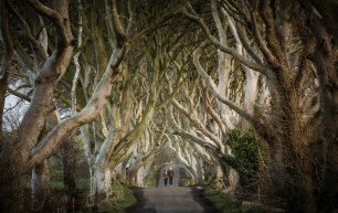 Dbaffeoriginal  the dark hedges galgormcollection.cms.netaffinity.com